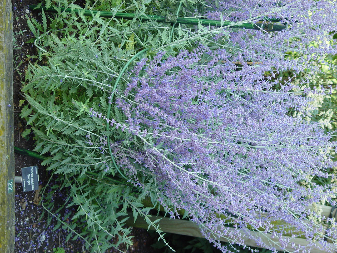 Perovskia atriplicifolia 'Blue Spire'